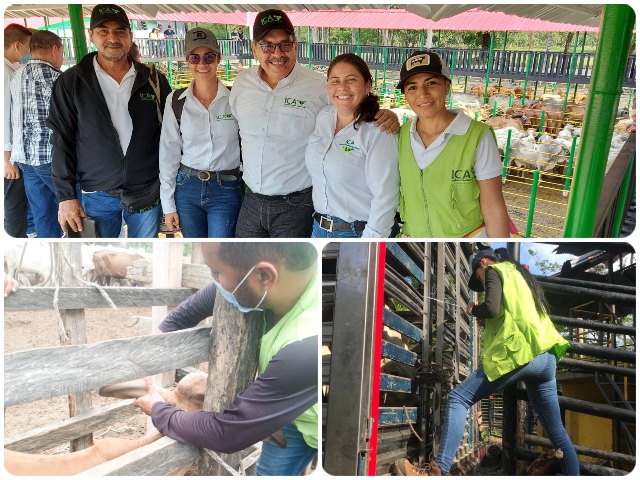 El ICA incrementó sus acciones en el 2021 para mantener al Cesar libre de fiebre aftosa   
