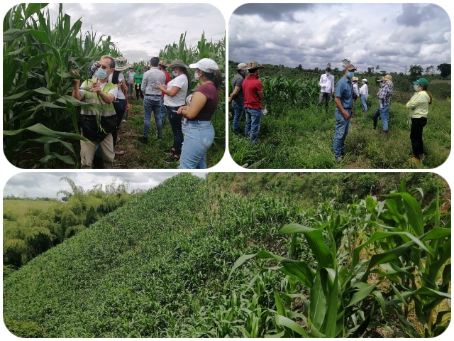 Día de campo en plantaciones de maíz de Pereira