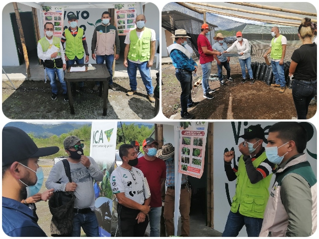 El ICA en Risaralda trabaja en pro de una producción de aguacate sana e inocua 
