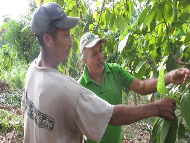 El ICA reporta importantes avances para la sanidad agrícola y pecuaria del país