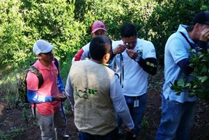foto-HLB_Antioquia02.jpg foto-HLB_Antioquia02.jpg