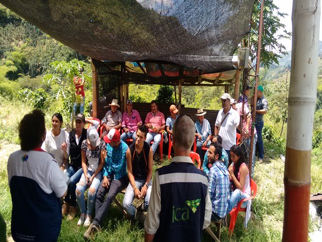 Productores de plátano de Caldas se capacitan en Manejo Integrado en Plagas y Enfermedades en sus cultivos
