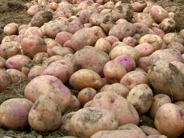 ICA: Condiciones climáticas y falta de controles fitosanitarios son la causa de la Polilla Guatemalteca