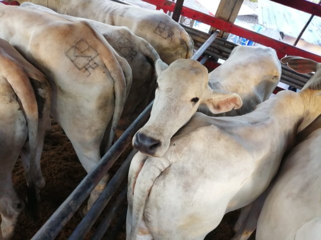 46 animales, presuntamente de contrabando, fueron incautados en puesto de control del ICA, en Boyacá