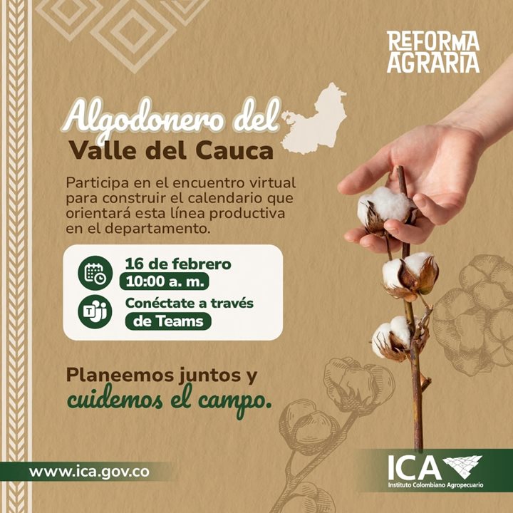 Algodon-Valle-del-Cauca.jpeg