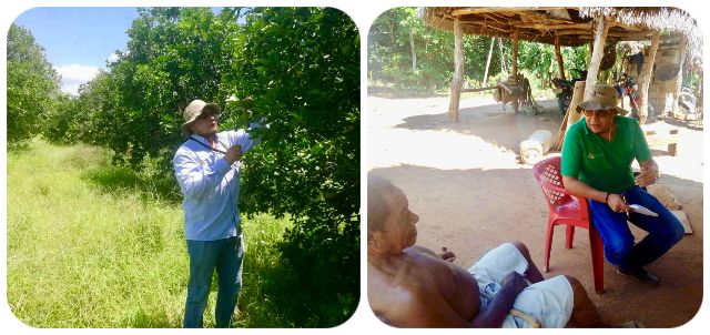 COLLAGE-BOLIVAR-MOSCA-FRUTAS.jpg