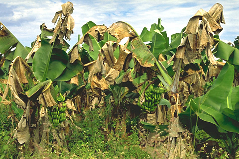 ICA dice que el invierno ha aumentado la presencia de plagas y enfermedades en el Quindío