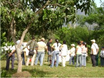 Fortaleciendo la producción de mango en Colombia