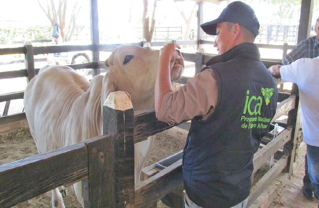 96% de los bovinos y bufalinos en Cundinamarca fueron vacunados contra la fiebre aftosa, en el segundo ciclo de vacunación de 2017