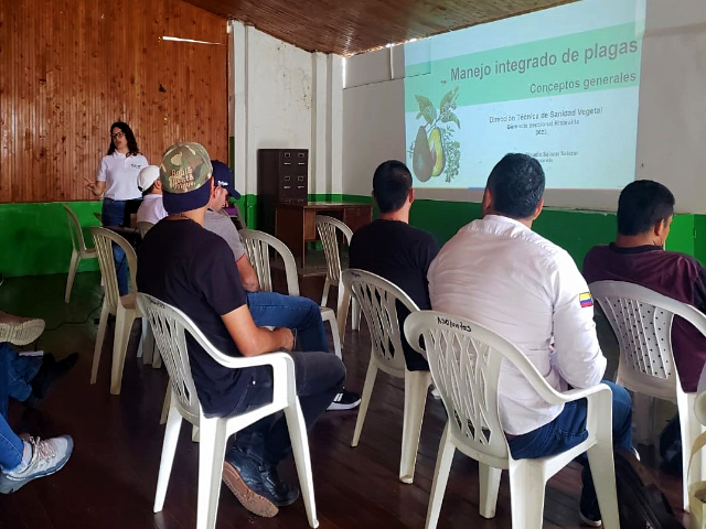 Productores risaraldenses de aguacate Hass y plátano reafirman compromiso con la seguridad alimentaria 