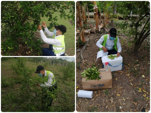 Brigadas fitosanitarias en Córdoba para proteger los cultivos de frutales 