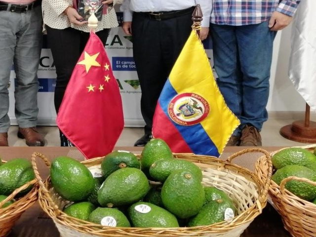 Predios  registrados de aguacate. 