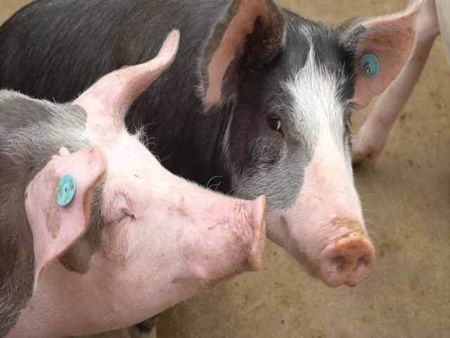 Lista la metodología para la evaluación de bienestar animal en la especie porcina 