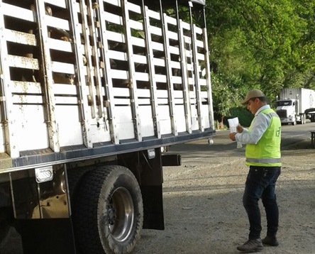 Intensifican acciones de control en el movimiento de animales para mantener sanidad agropecuaria en Caldas