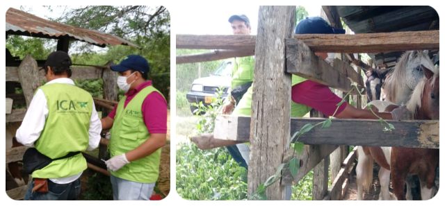 f2-vacunacion-equidos.jpg