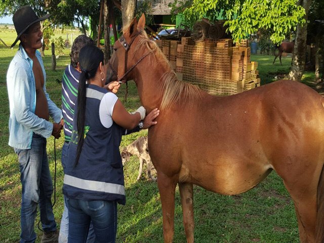 El ICA desarrolla estrategia para controlar casos de Encefalitis Equina del Este en Casanare