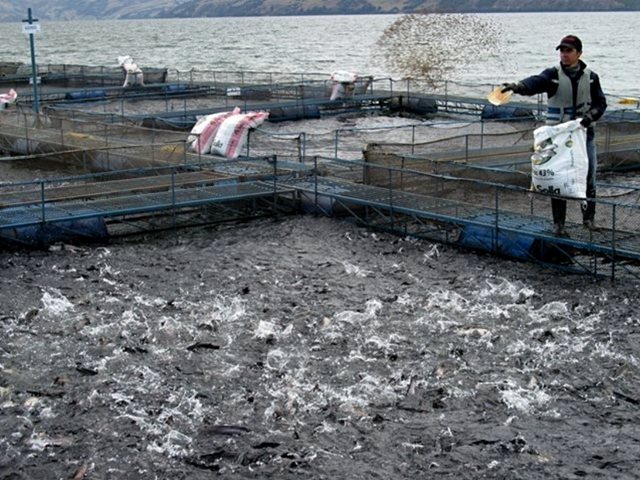 El ICA extiende la emergencia sanitaria por la presencia de bacteria que afecta al sector acuícola nacional