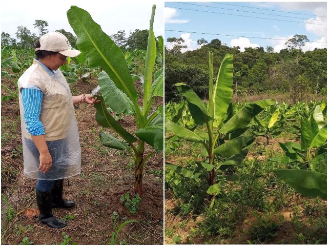 Visitas en predios de plátano y banano