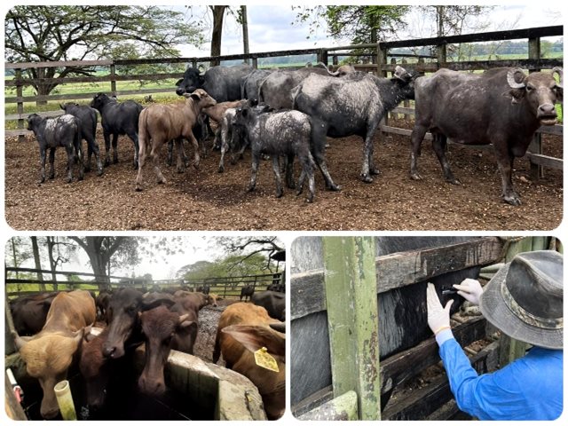 El ICA realiza saneamiento en predio positivo a tuberculosis bovina en Boyacá