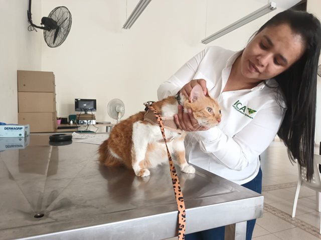 Inspección de mascotas