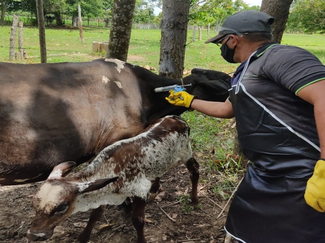 Inicio 2º Ciclo de vacunacion contra la fiebre afotsa y la brucelosis bovina 
