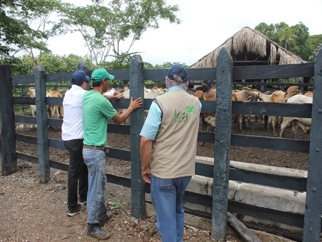 El ICA no descuida las subastas ganaderas de Risaralda