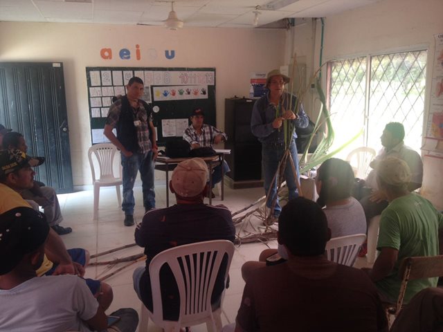 El ICA realiza inspección fitosanitaria en cultivos de caña panelera en Sucre 