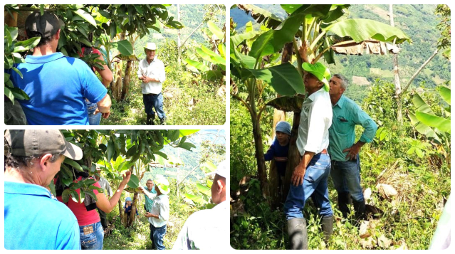 En Caldas, el ICA adelanta acciones para proteger la sanidad de los cultivos de plátano y banano