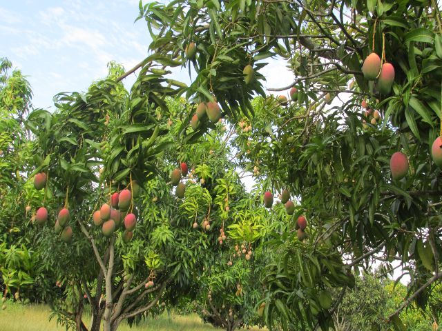 Predios productores de mango