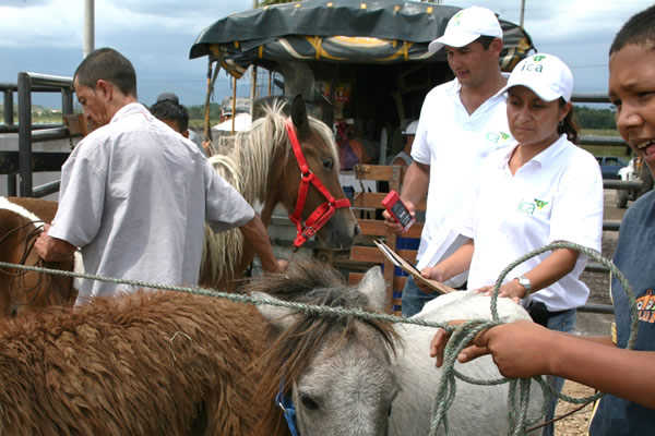 Equinos del Meta que participen en eventos de coleo deberán ser negativos a Anemia Infecciosa Equina
