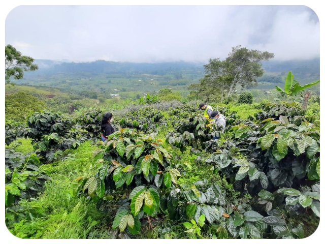 Monitoreo a cafetales del Huila.