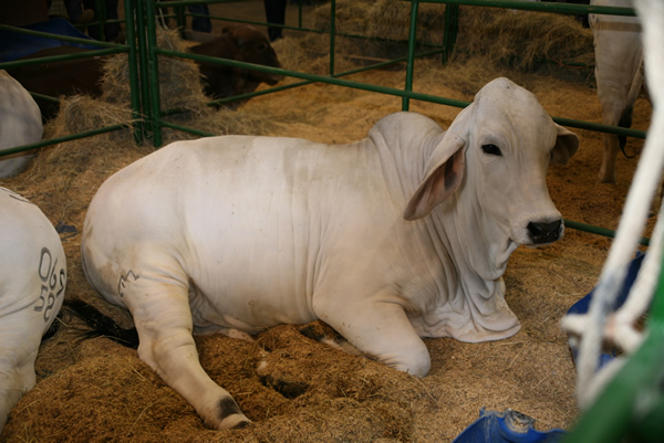 Perú abre sus puertas a bovinos colombianos vivos para reproducción  y toros de lidia