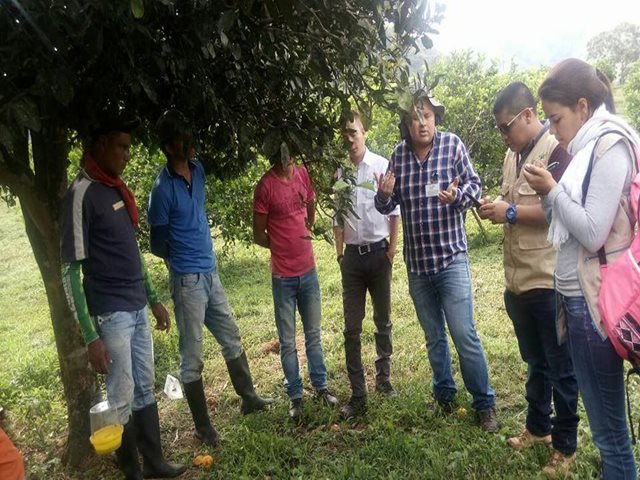 El ICA continúa trabajando en el control y erradicación del HLB de los cítricos y la implementación de Buenas Prácticas Agrícolas