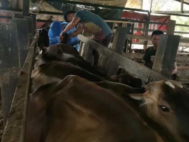 El ICA Vaupés toma muestras serológicas en predios en saneamiento para el programa de brucelosis bovina