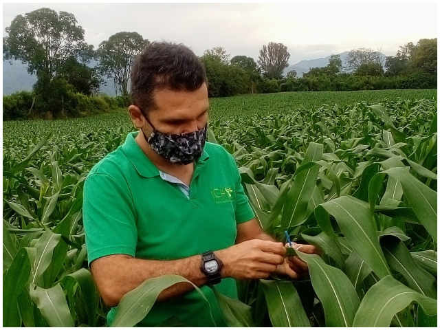 El ICA realiza visitas de inspección, vigilancia y control en cultivos de maíz establecidos con material OGM