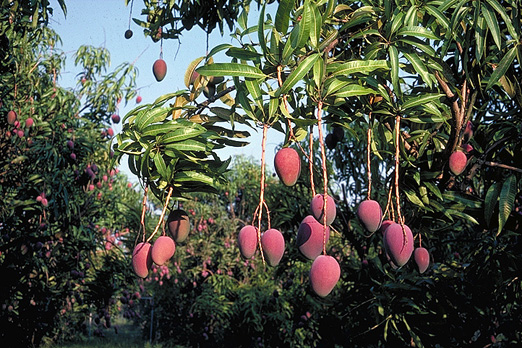 Por las Buenas Prácticas Agrícolas del mango