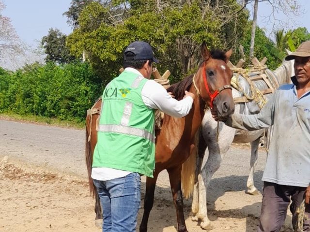 Protegiendo el campo: Jornada de vacunación equina en Santa Cruz, Luruaco
