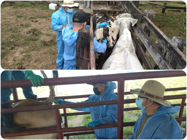 Ganadería en Tauramena, con sanidad y competitividad 