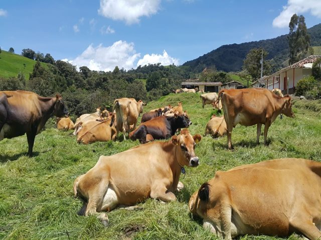 Antioquia, departamento con mayor número de predios con Autorización Sanitaria y de Inocuidad, ASI, en el país 