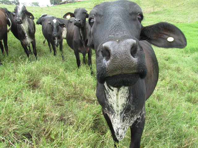 El ICA  continúa fortaleciendo la sanidad pecuaria del país