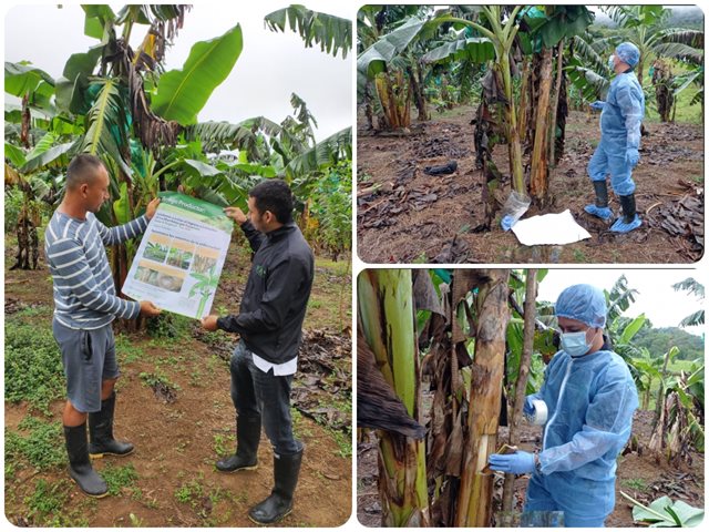 En Caquetá, el ICA realiza vigilancia fitosanitaria en sistemas productivos de plátano y banano