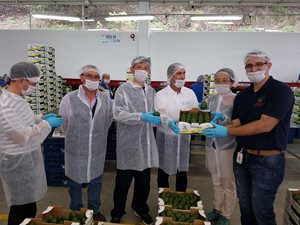Aguacate-7.jpg