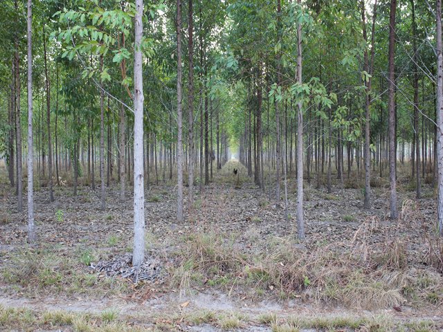 El ICA hace control sanitario a las plantaciones forestales 