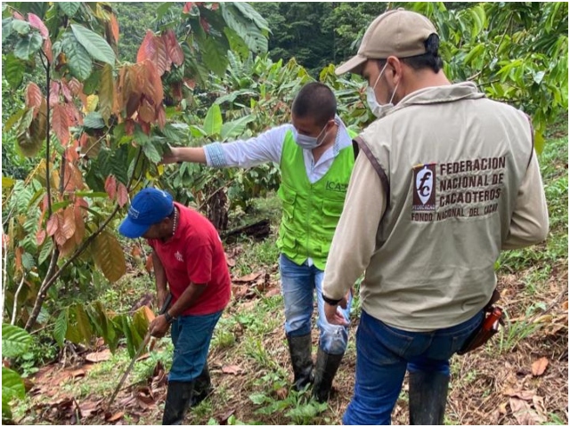 Visitas de inspección a cultivos de cacao.