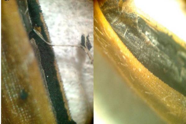 ICA detecta plaga exótica del arroz en molinos de Espinal