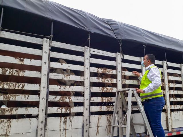 El ICA vigila las movilizaciones de bovinos procedentes de la zona libre de aftosa sin vacunación