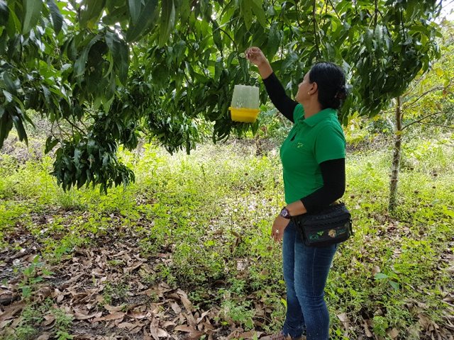 El ICA en Nariño combate a las moscas de la fruta