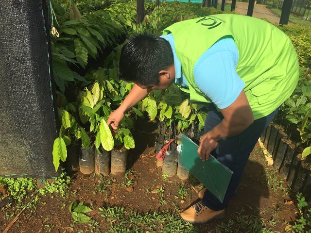 Con el acompañamiento del ICA, las comunidades indígenas del Vaupés  contarán con cultivos de cacao y cacay sanos