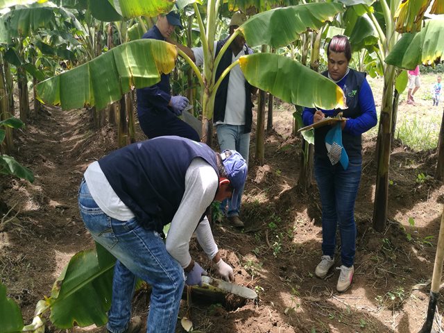 ICA hizo erradicación de 76 matas de plátano afectadas con moko,  en Calamar, Guaviare