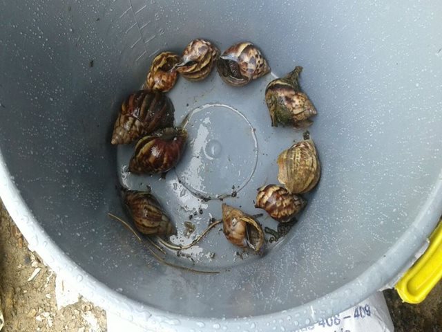 El ICA realizó jornada de captura y erradicación de Caracol Gigante Africano